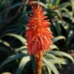 Алоэ древовидное — цветки (Aloe arborescens)