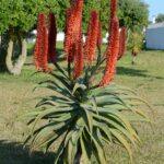 Алоэ древовидное — общий вид (Aloe arborescens)