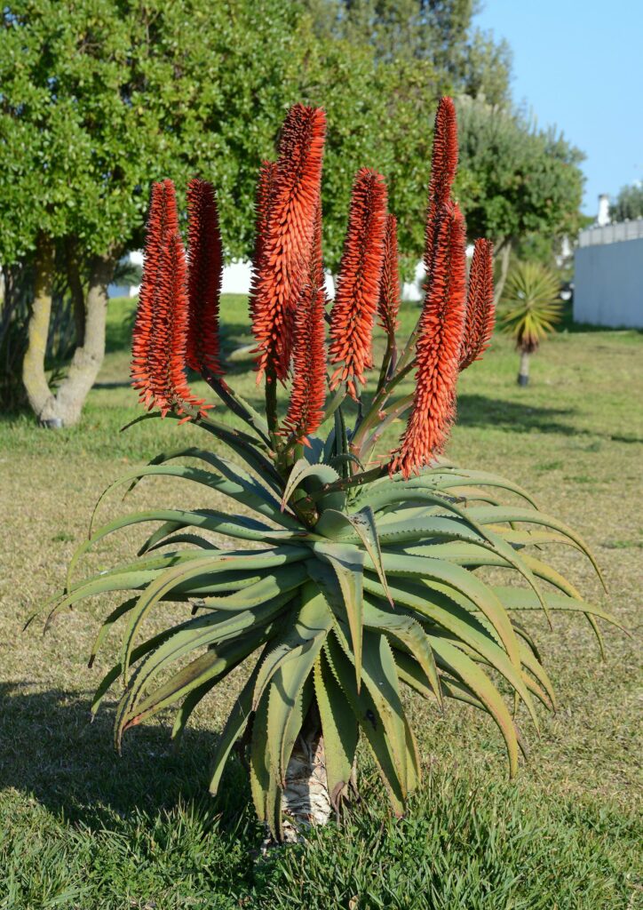 Алоэ древовидное — общий вид (Aloe arborescens)