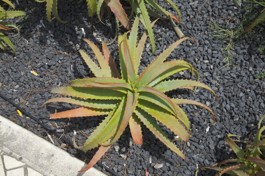 Алоэ древовидное — общий вид (Aloe arborescens)