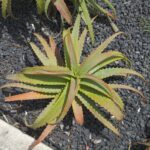 Алоэ древовидное — общий вид (Aloe arborescens)
