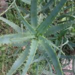 Алоэ древовидное — общий вид (Aloe arborescens)