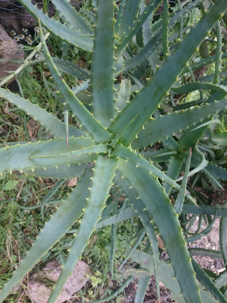 Алоэ древовидное — общий вид (Aloe arborescens)