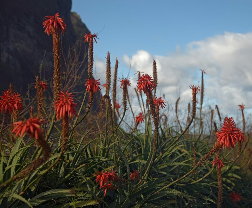Алоэ древовидное — общий вид (Aloe arborescens)