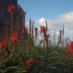 Алоэ древовидное — общий вид (Aloe arborescens)