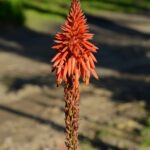 Алоэ древовидное — цветки (Aloe arborescens)