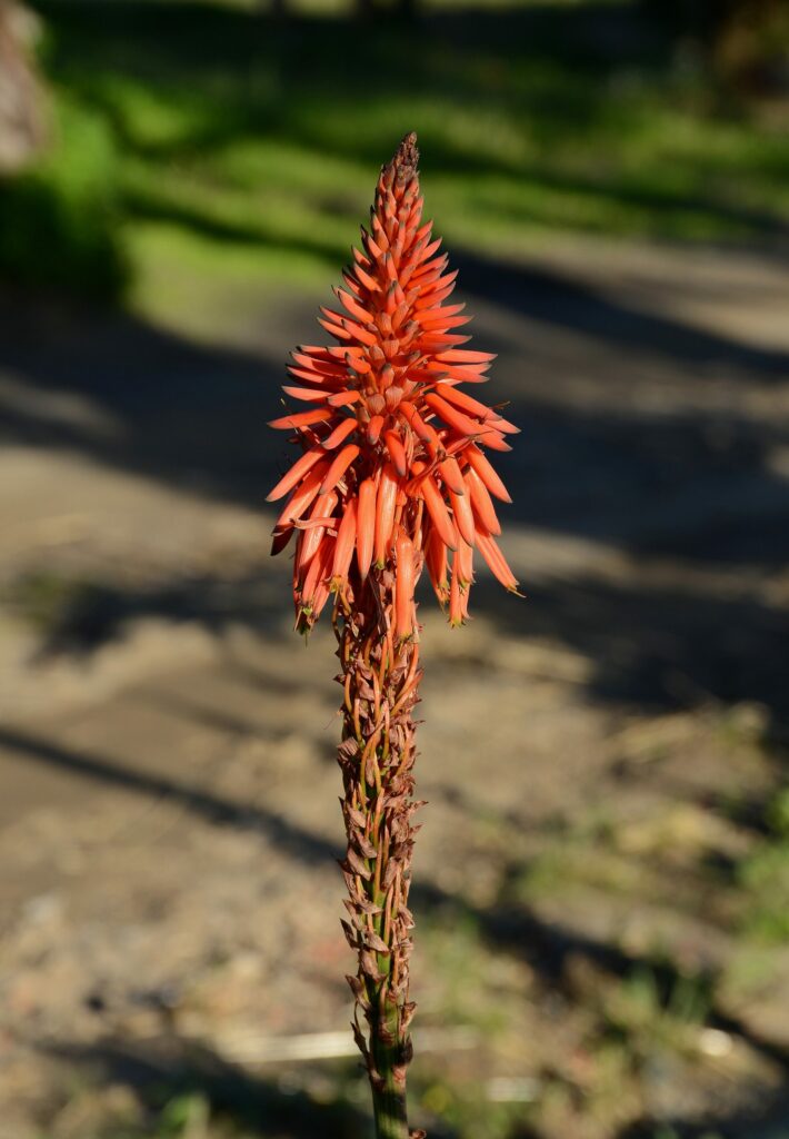 Алоэ древовидное — цветки (Aloe arborescens)