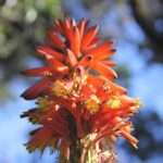 Алоэ древовидное — цветки (Aloe arborescens)