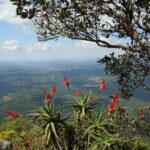 Алоэ древовидное — общий вид (Aloe arborescens)