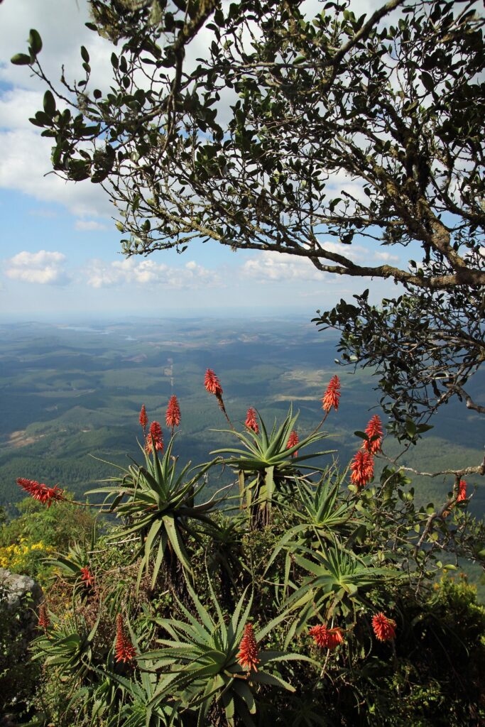 Алоэ древовидное — общий вид (Aloe arborescens)