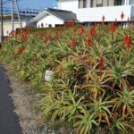 Алоэ древовидное — цветки (Aloe arborescens)