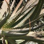 Алоэ древовидное (Aloe arborescens)