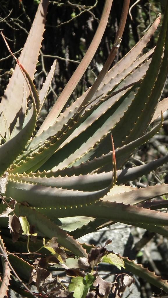 Алоэ древовидное (Aloe arborescens)