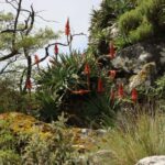 Алоэ древовидное (Aloe arborescens)