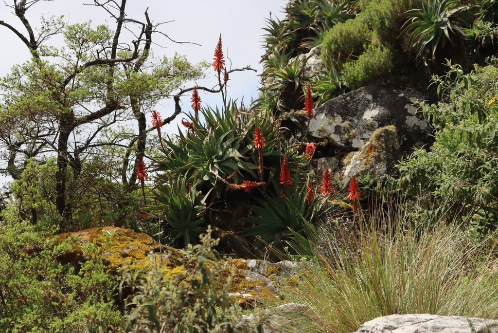 Алоэ древовидное (Aloe arborescens)