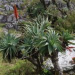 Алоэ древовидное (Aloe arborescens)