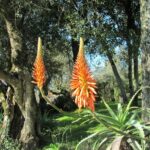Алоэ древовидное (Aloe arborescens)