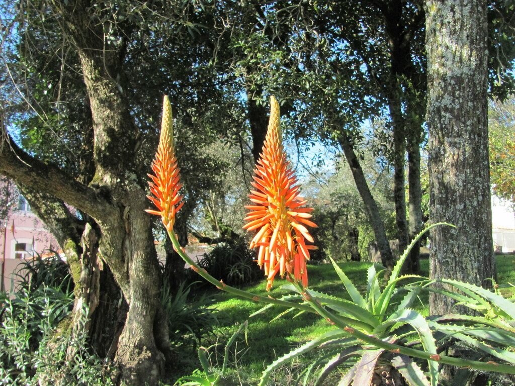 Алоэ древовидное (Aloe arborescens)