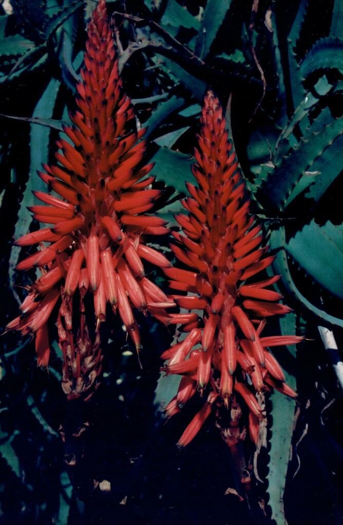 Алоэ древовидное (Aloe arborescens)