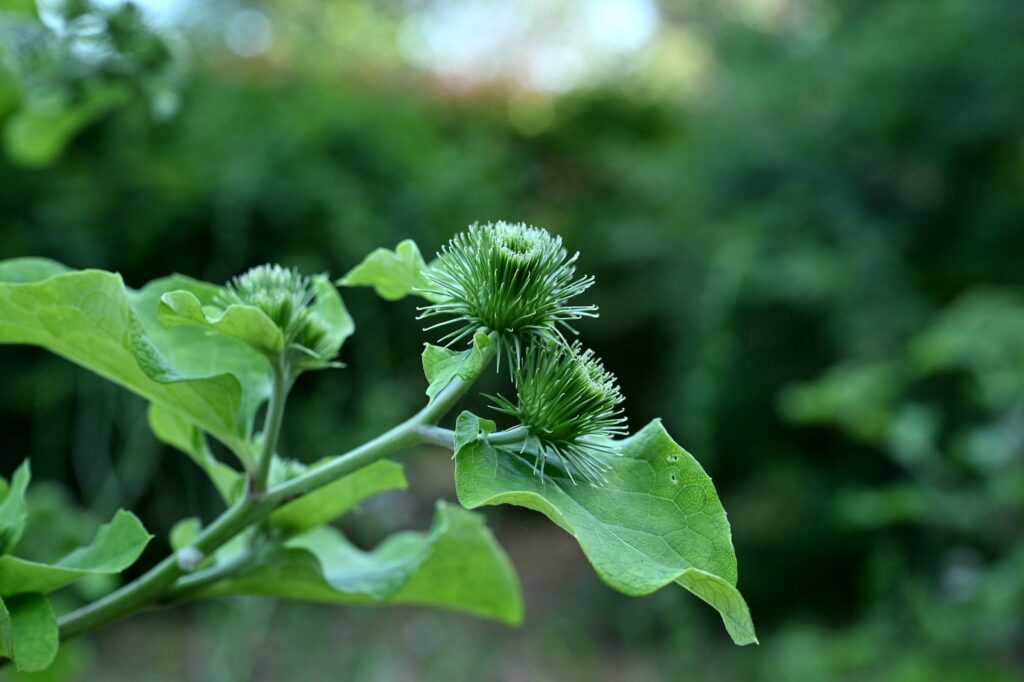 Лопух большой — общий вид (Arctium lappa)