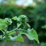 Лопух большой — общий вид (Arctium lappa)