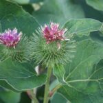 Лопух большой — цветки (Arctium lappa)