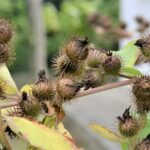 Лопух большой — плоды (Arctium lappa)