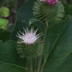 Лопух большой — цветки (Arctium lappa)