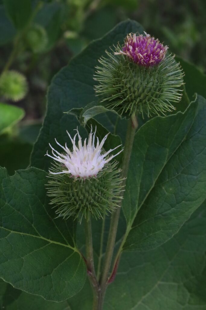Лопух большой — цветки (Arctium lappa)