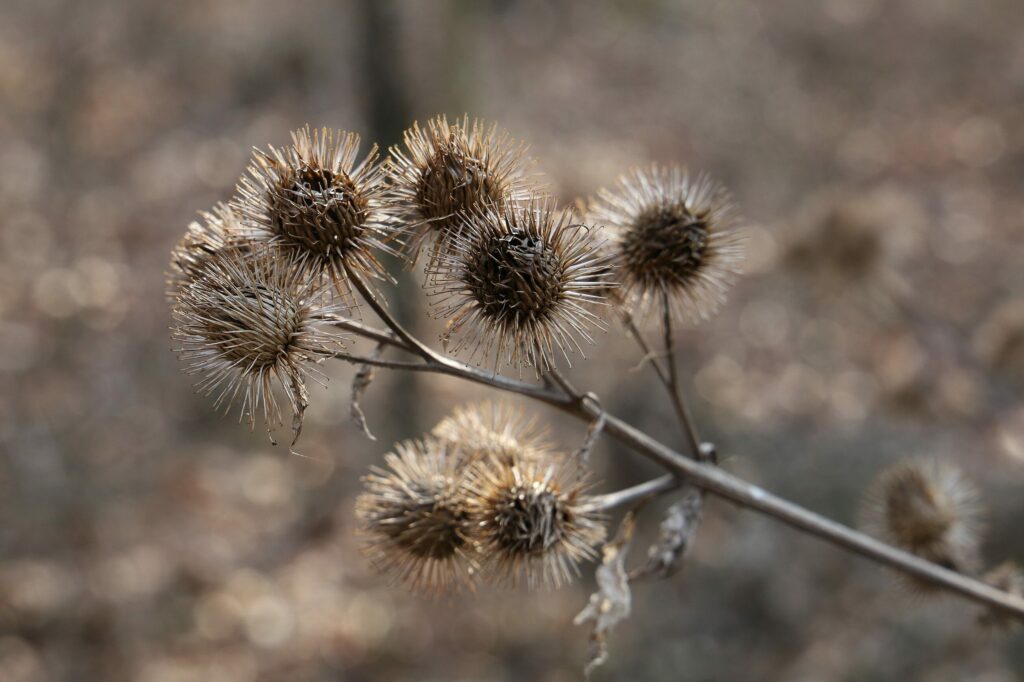 Лопух большой — общий вид (Arctium lappa)