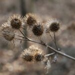 Лопух большой — общий вид (Arctium lappa)