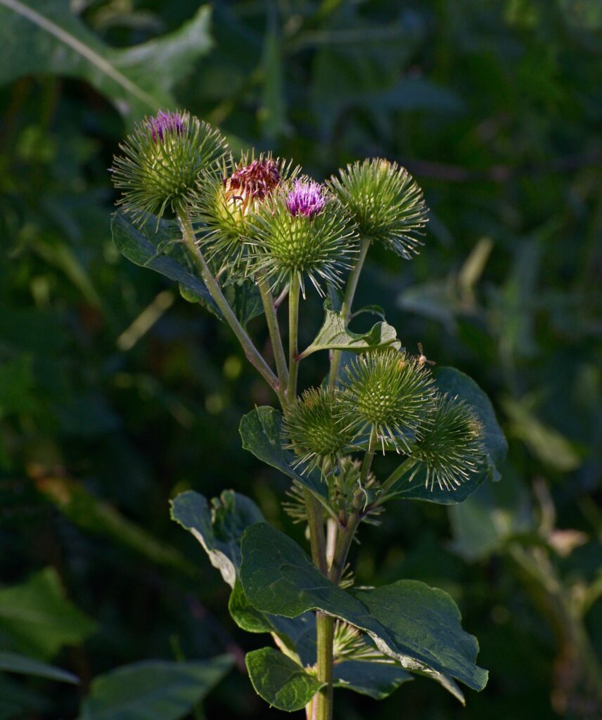 Лопух большой — общий вид (Arctium lappa)