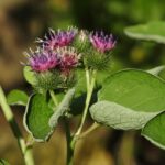 Лопух большой (Arctium lappa)