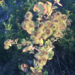 Лопух большой (Arctium lappa)