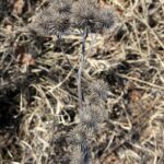 Лопух большой (Arctium lappa)