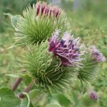 Лопух большой (Arctium lappa)