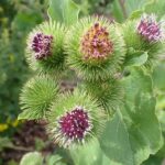 Лопух большой (Arctium lappa)