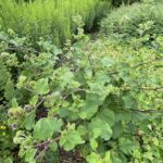 Лопух большой (Arctium lappa)