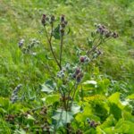 Лопух войлочный — общий вид (Arctium tomentosum)