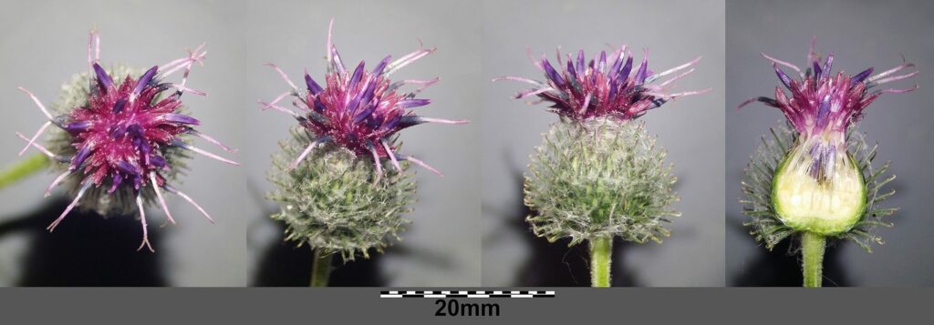 Лопух войлочный — цветки (Arctium tomentosum)