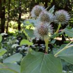 Лопух войлочный — плоды (Arctium tomentosum)