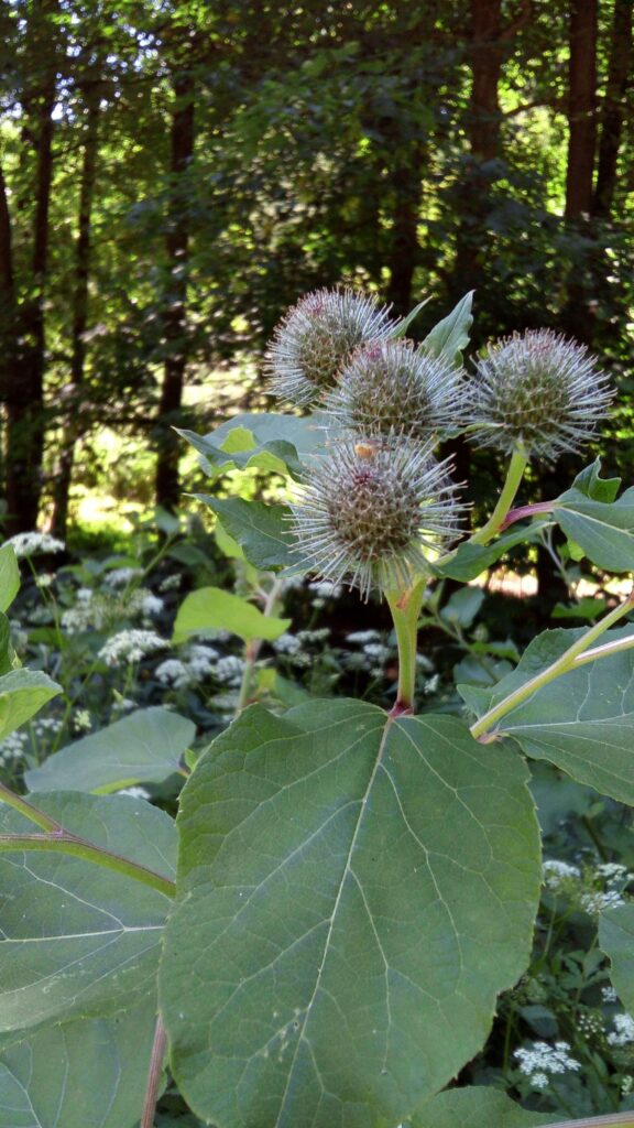 Лопух войлочный — плоды (Arctium tomentosum)