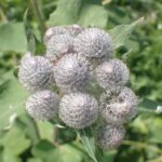 Лопух войлочный (Arctium tomentosum)