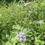 Лопух войлочный (Arctium tomentosum)