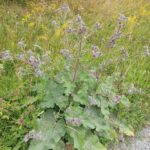 Лопух войлочный (Arctium tomentosum)