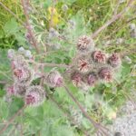 Лопух войлочный (Arctium tomentosum)