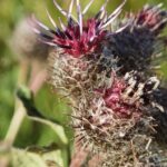 Лопух войлочный (Arctium tomentosum)