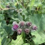 Лопух войлочный (Arctium tomentosum)