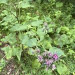 Лопух войлочный (Arctium tomentosum)