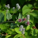 Лопух войлочный (Arctium tomentosum)